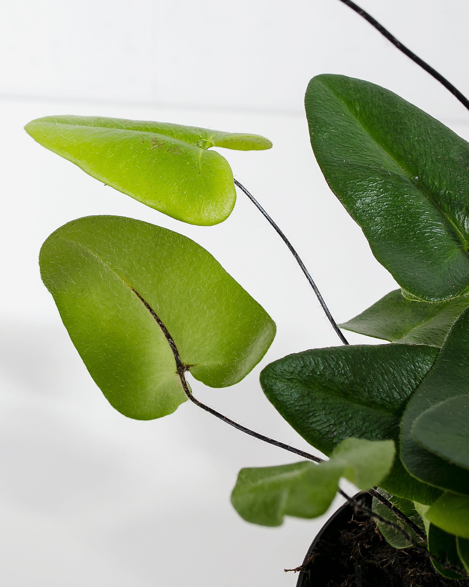 Heart Leaf Fern