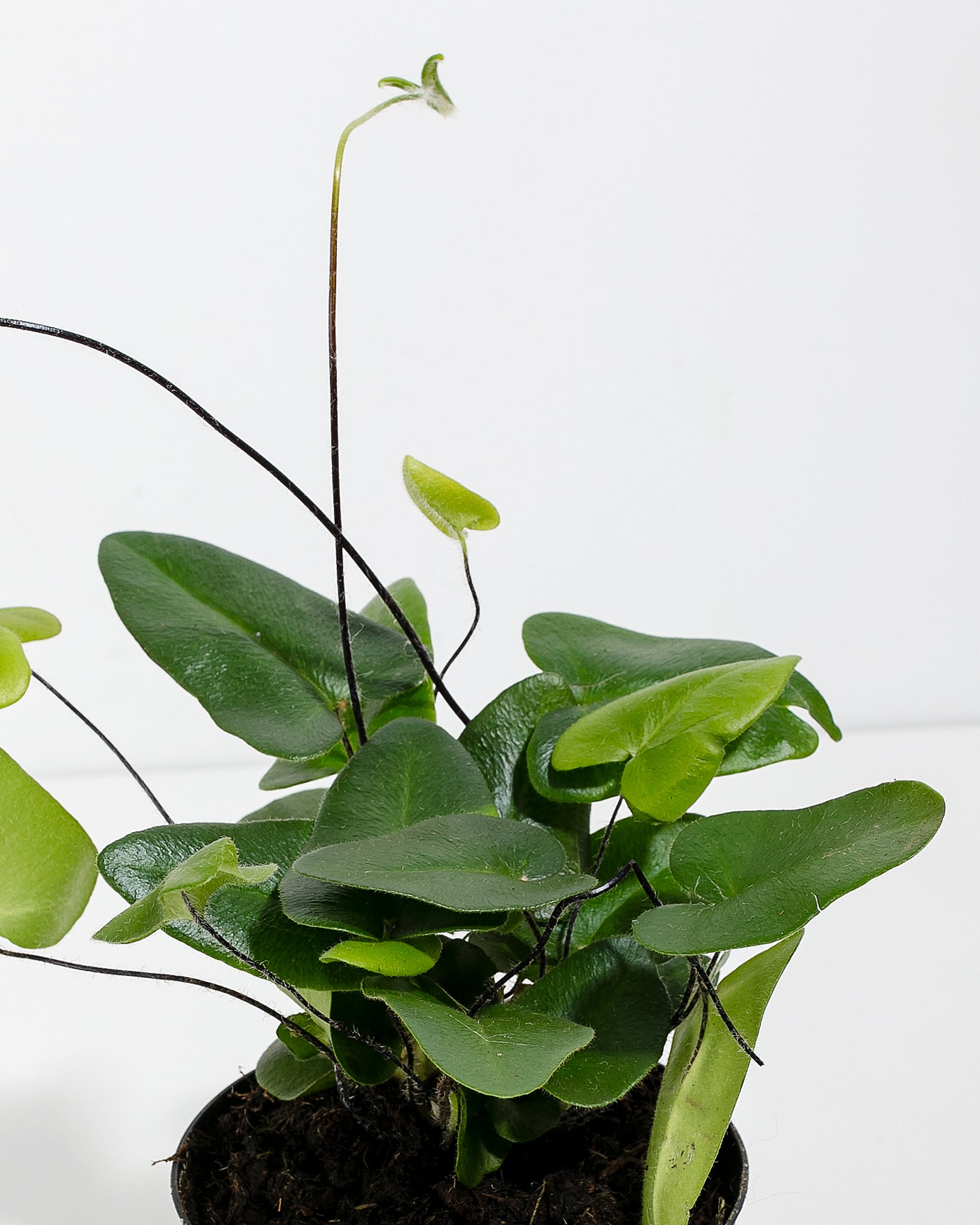 Heart Leaf Fern