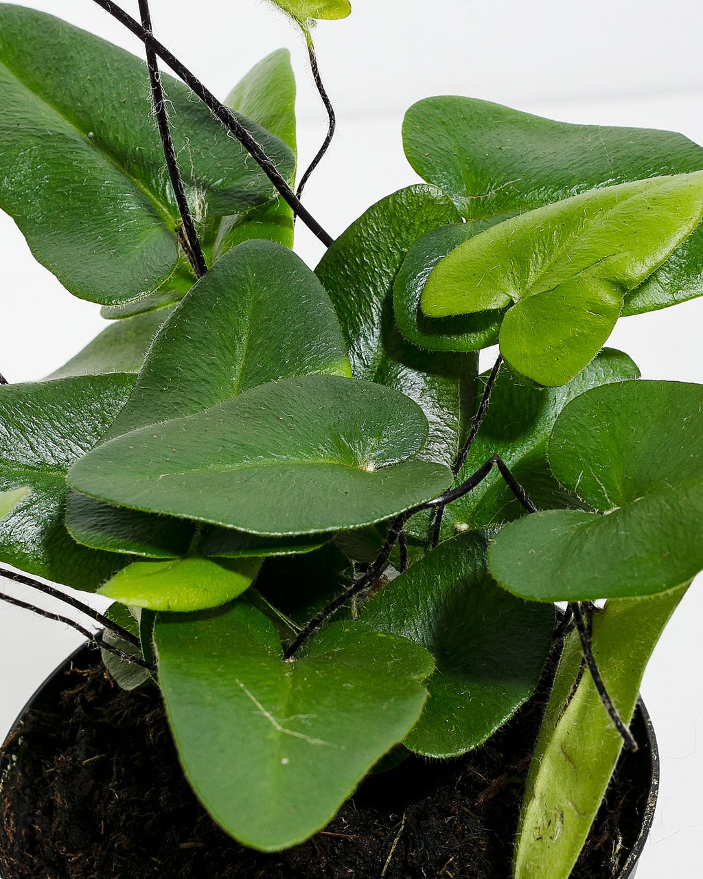 Heart Leaf Fern