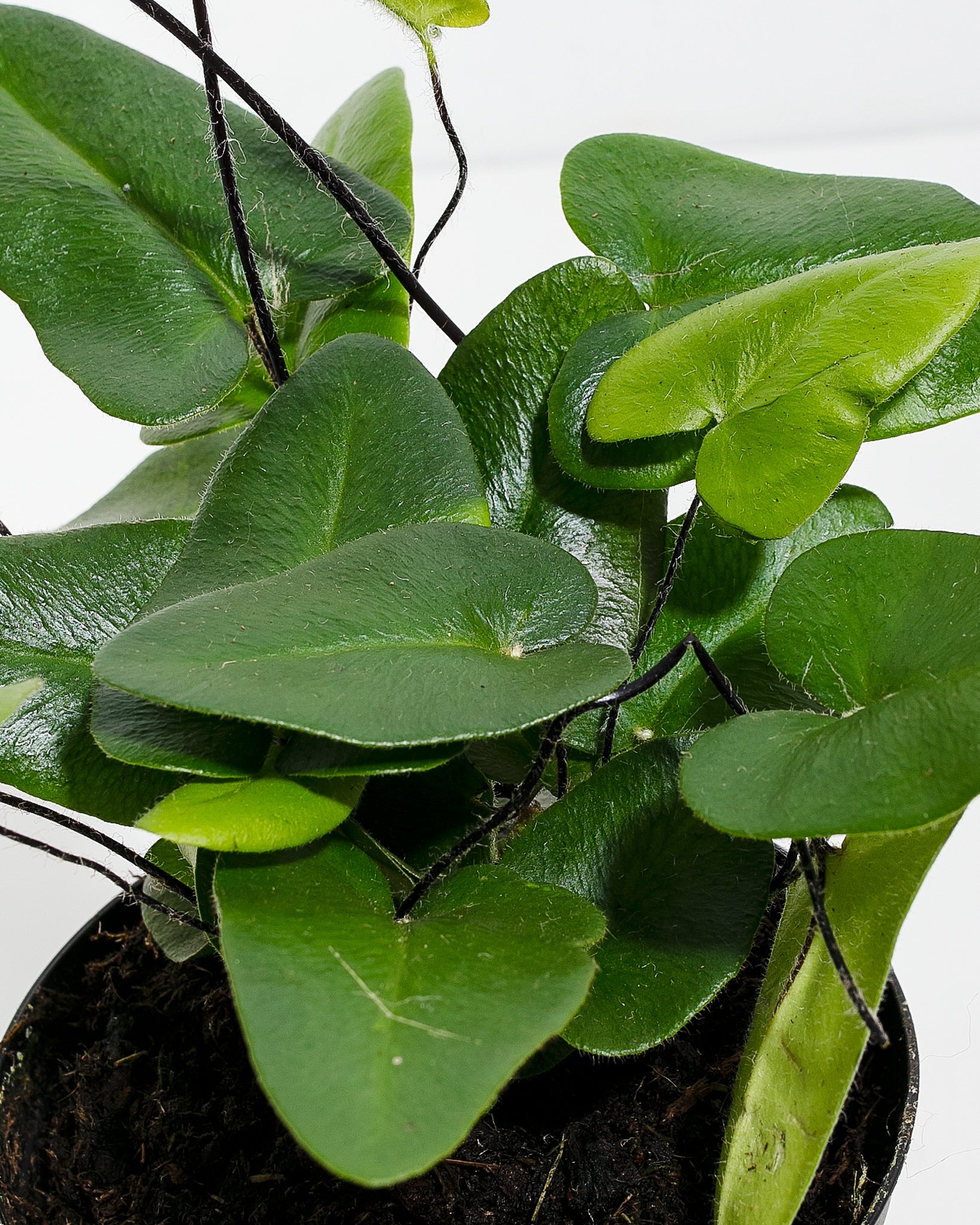 Heart Leaf Fern
