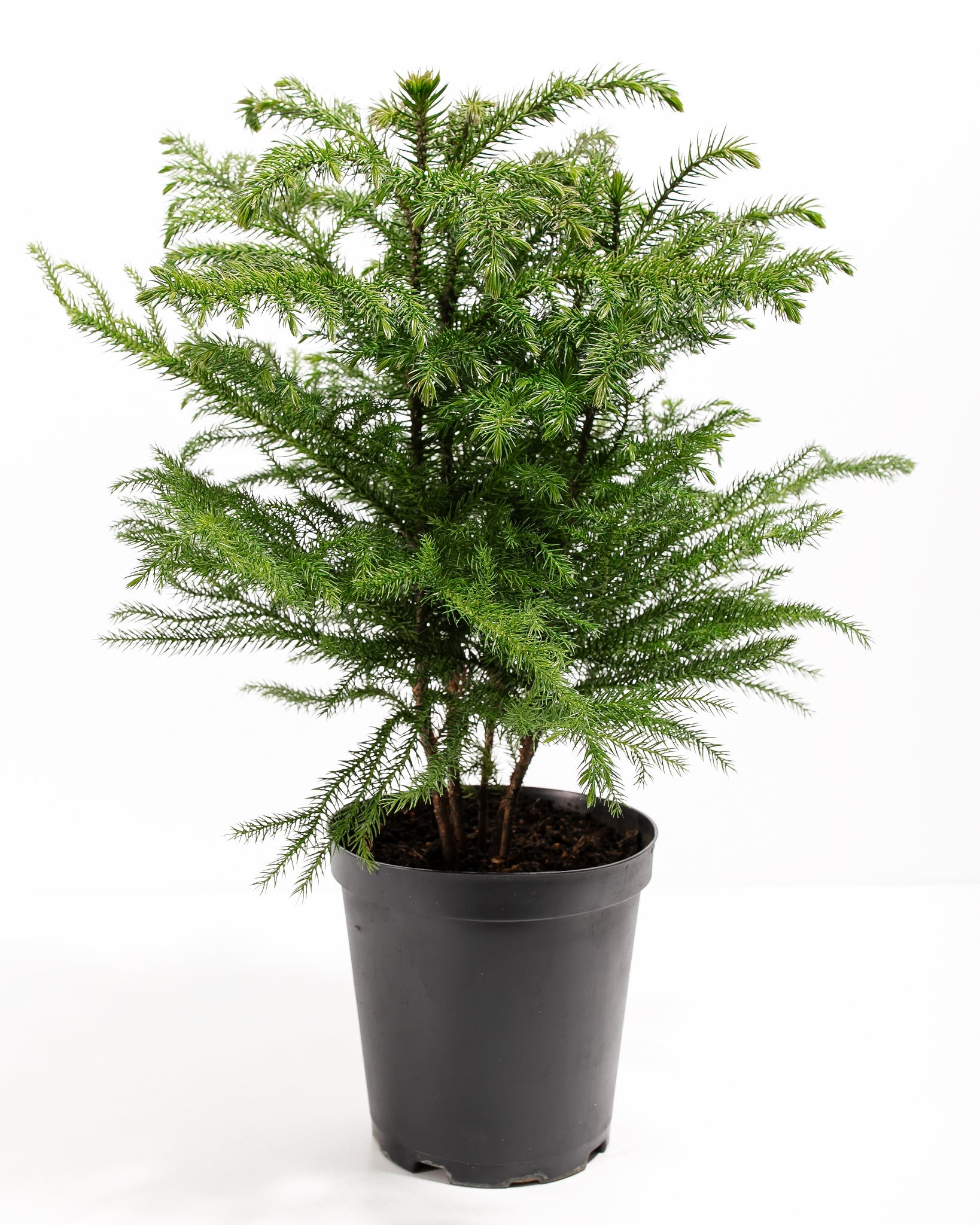 Norfolk Island Pine
