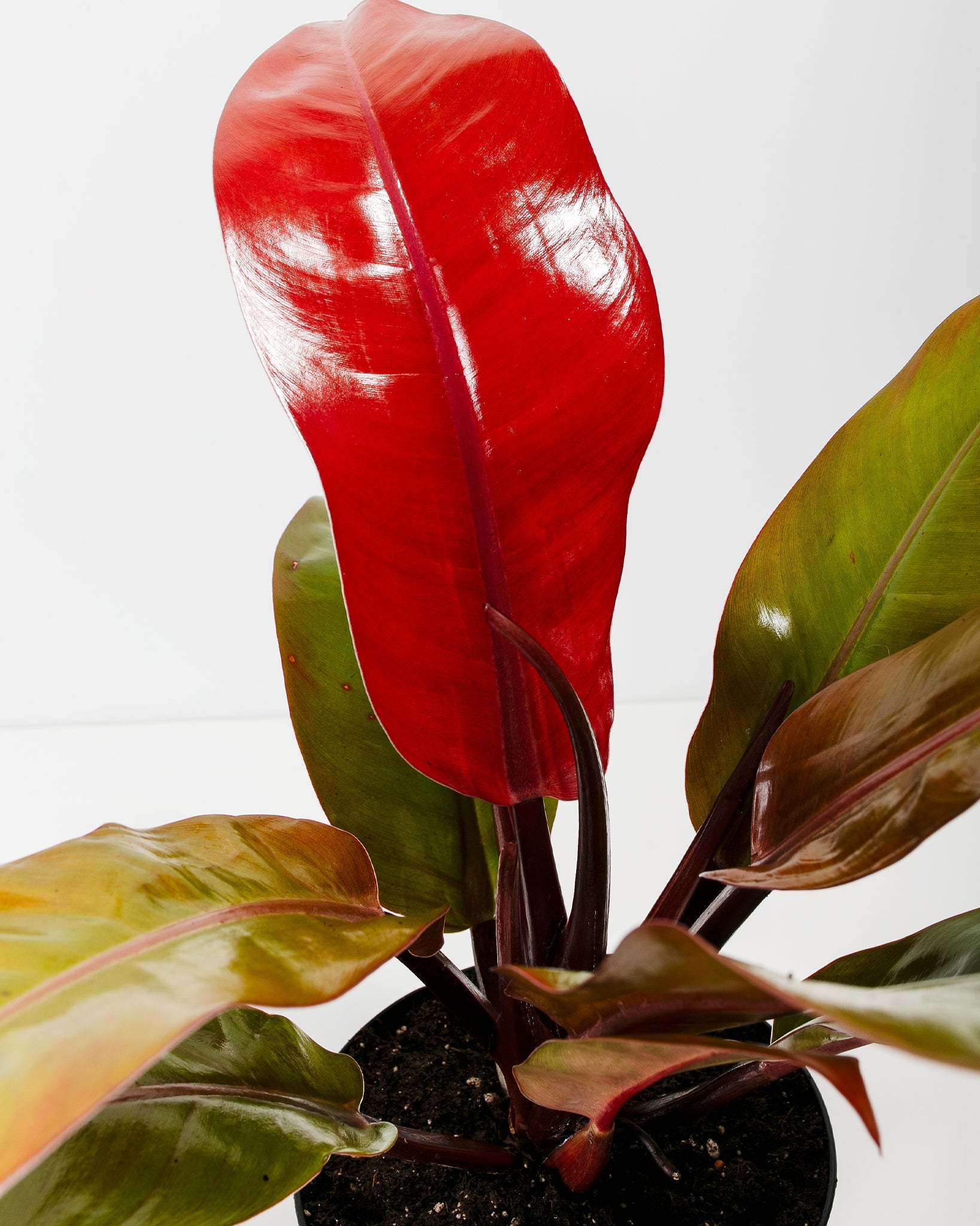 Philodendron Prince of Orange