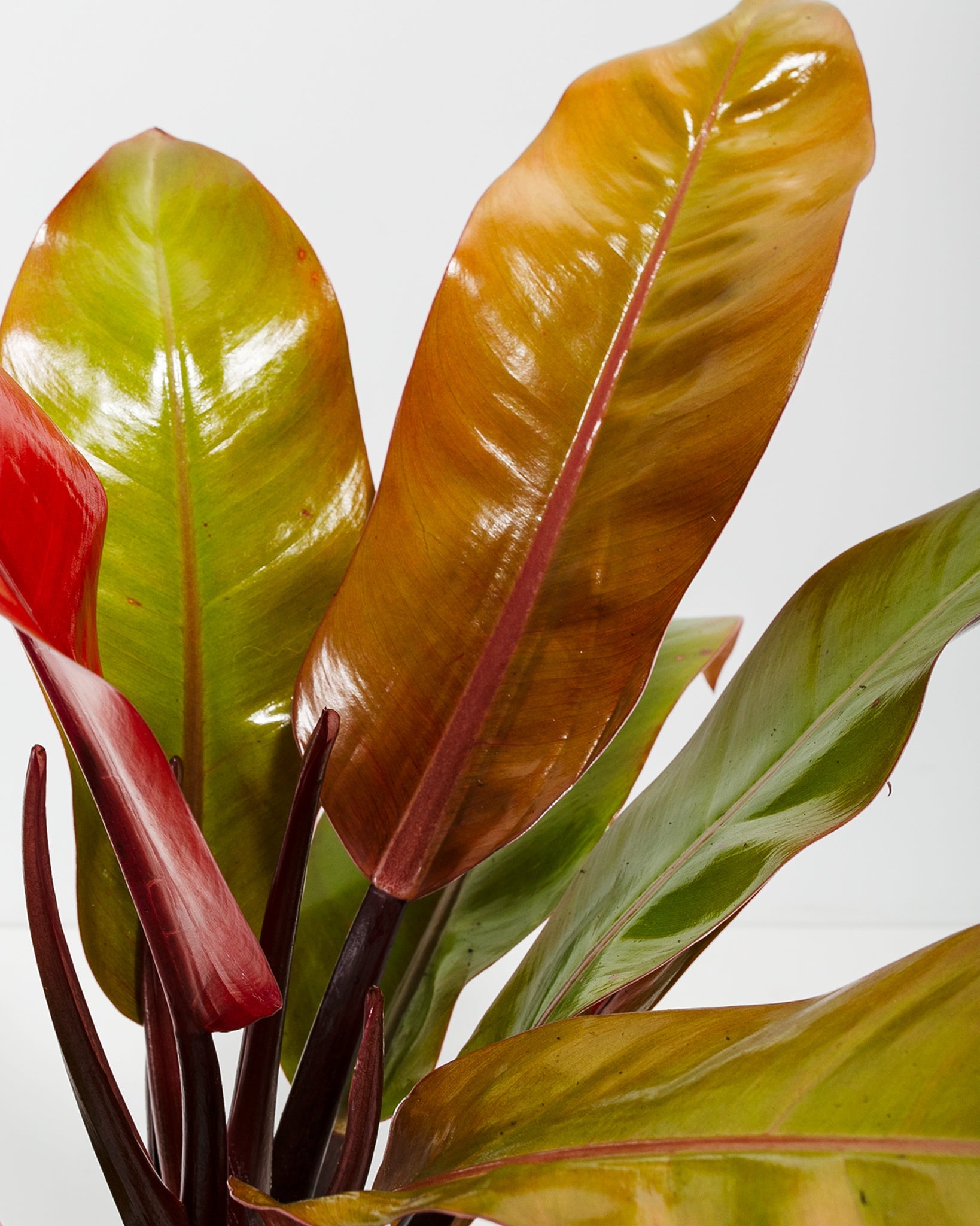 Philodendron Prince of Orange