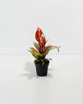 Philodendron Prince of Orange