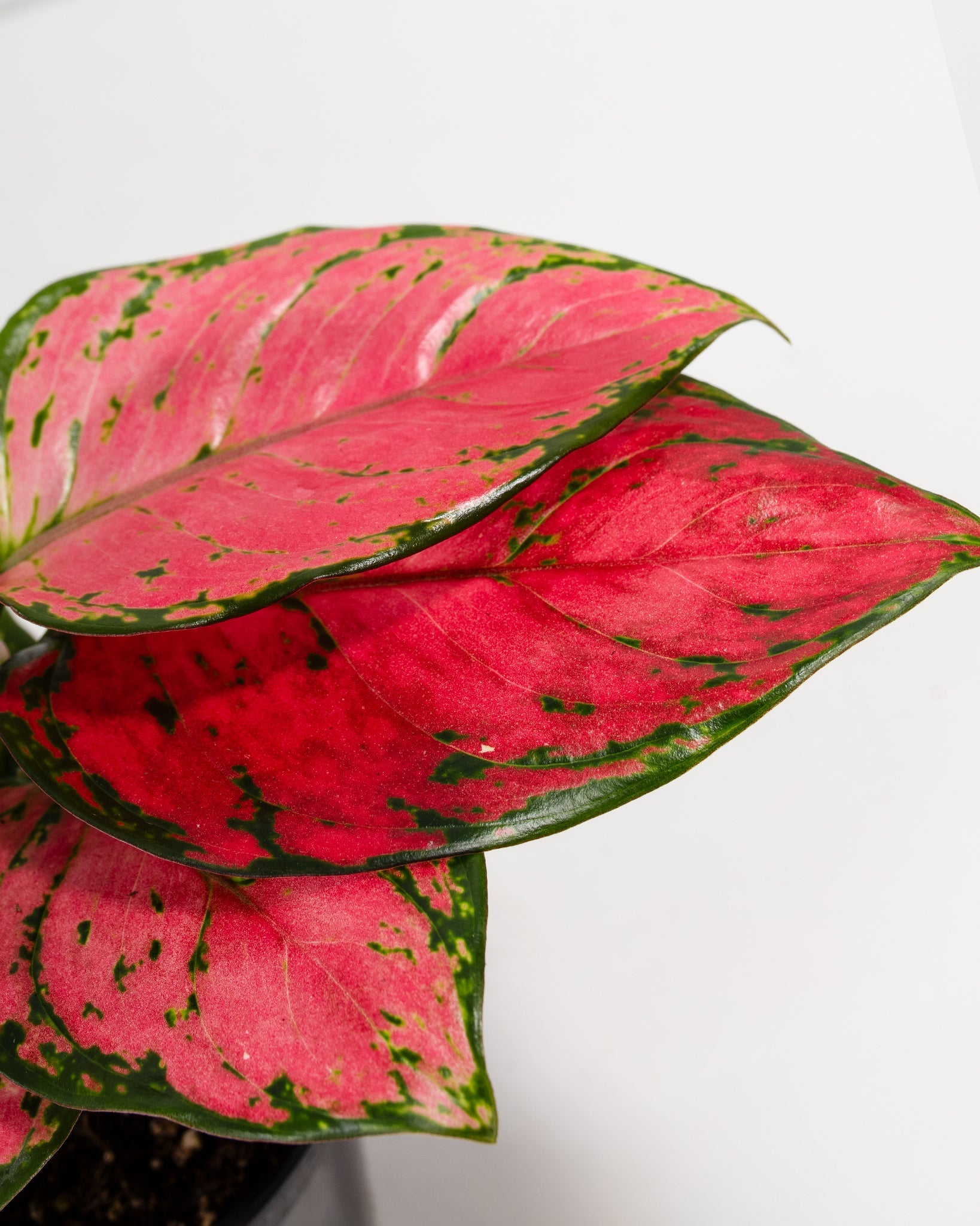 Pink Aglaonema Beauty