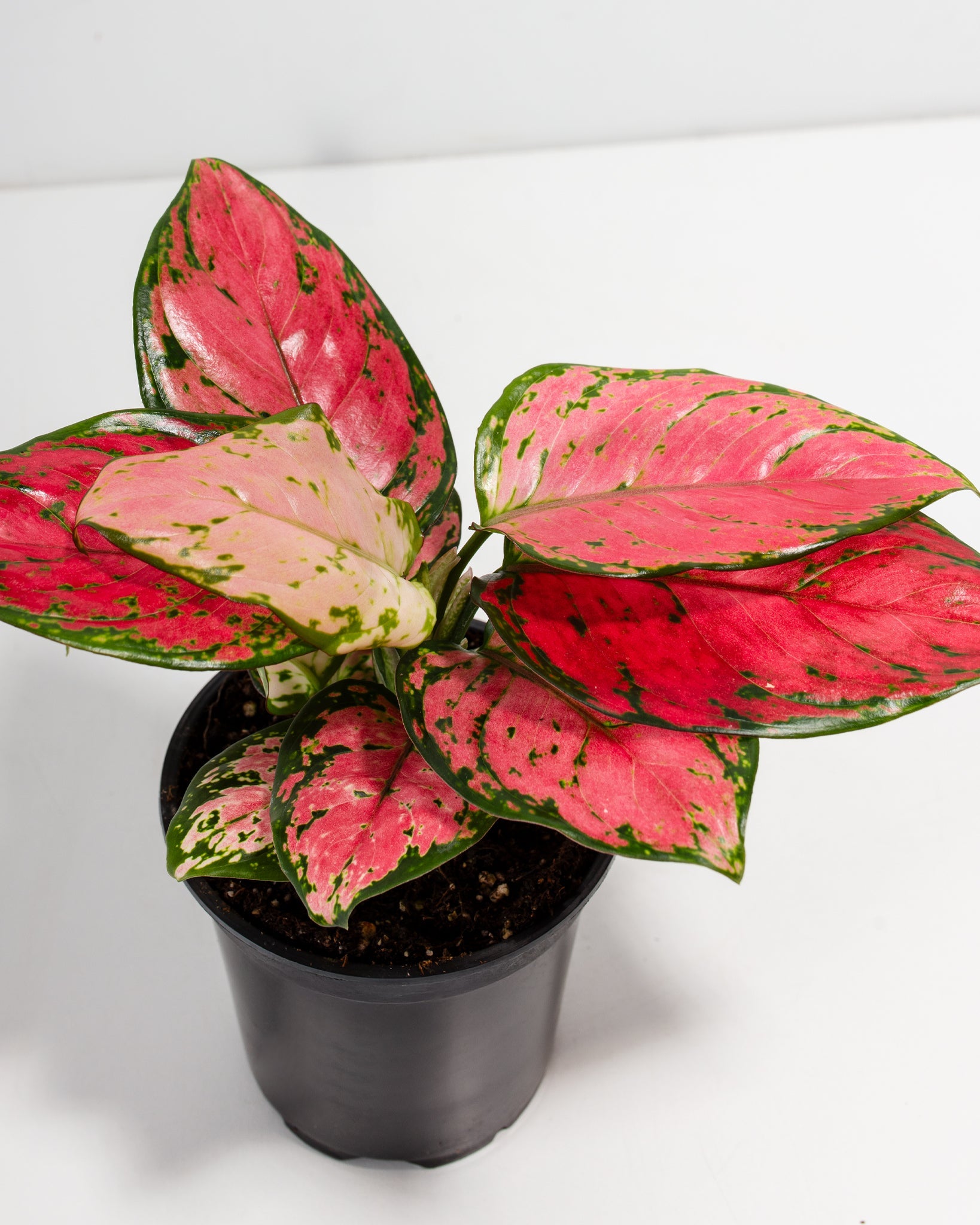 Pink Aglaonema Beauty