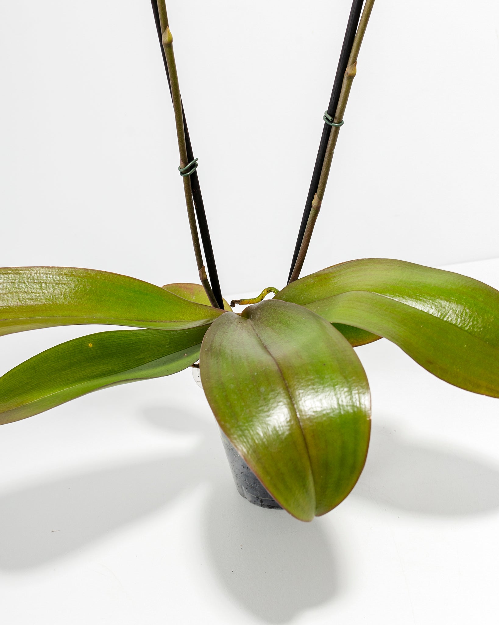 Arcadia Phalaenopsis Orchid
