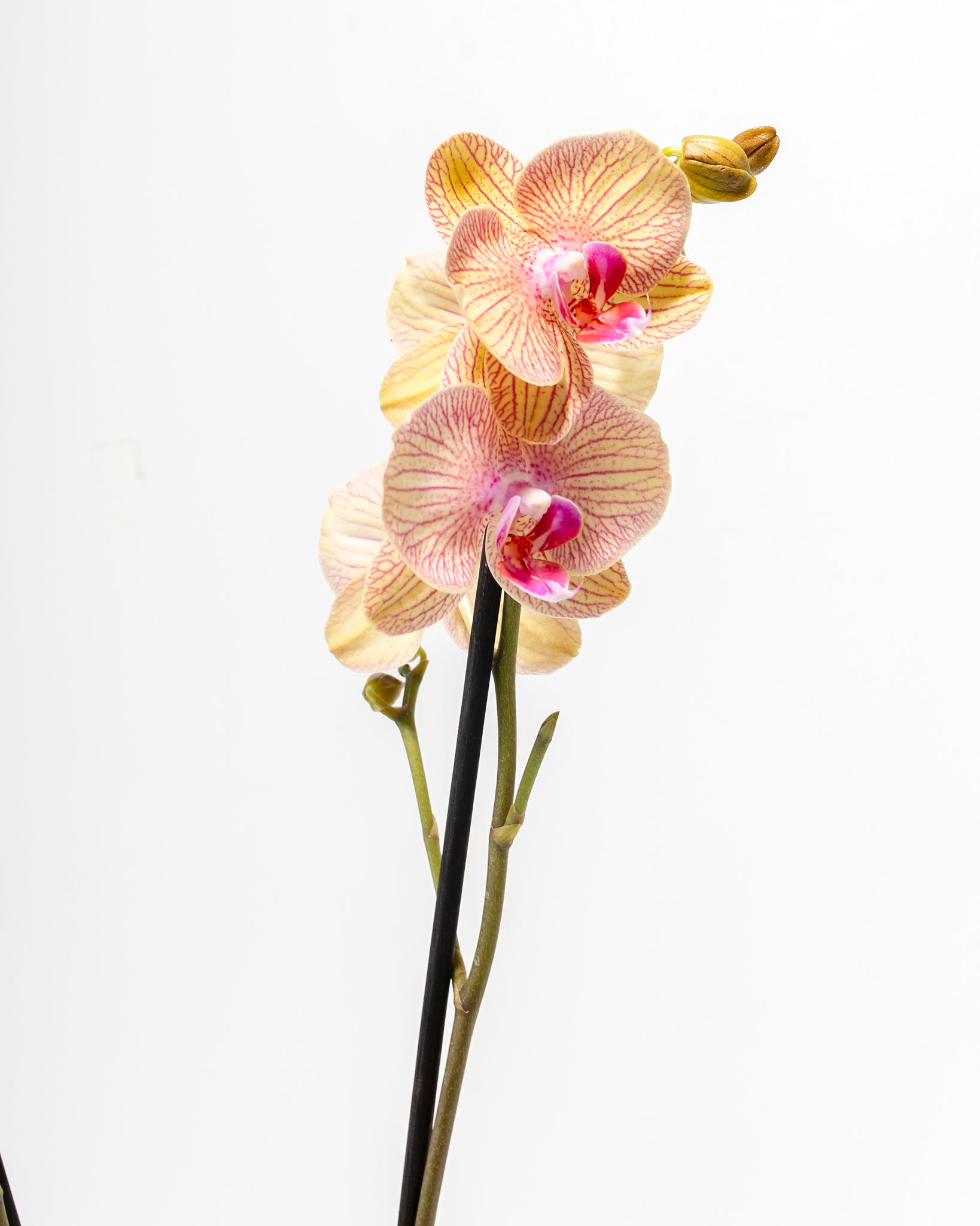 Arcadia Phalaenopsis Orchid