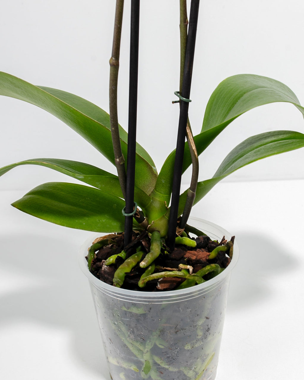 Yellow Phalaenopsis Orchid ‘Miraflore’