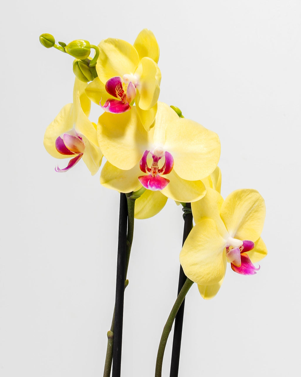 Yellow Phalaenopsis Orchid ‘Miraflore’