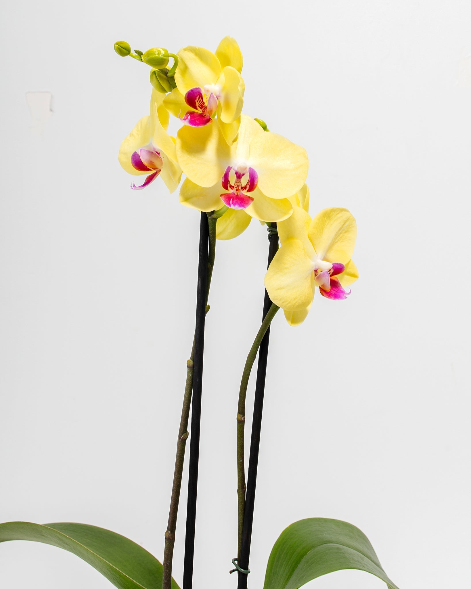 Yellow Phalaenopsis Orchid ‘Miraflore’