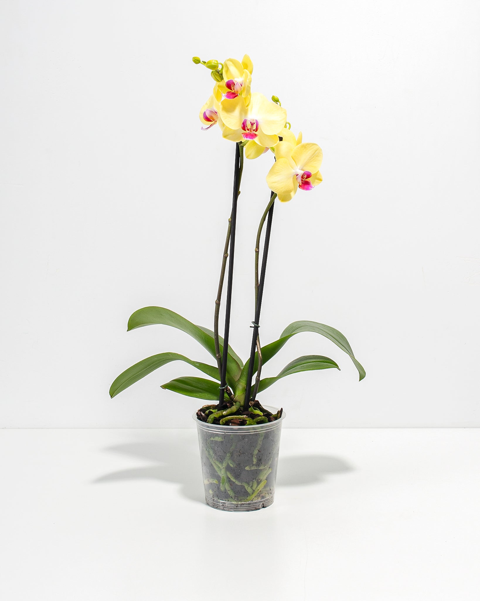 Yellow Phalaenopsis Orchid ‘Miraflore’