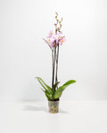 Pink Phalaenopsis Orchid