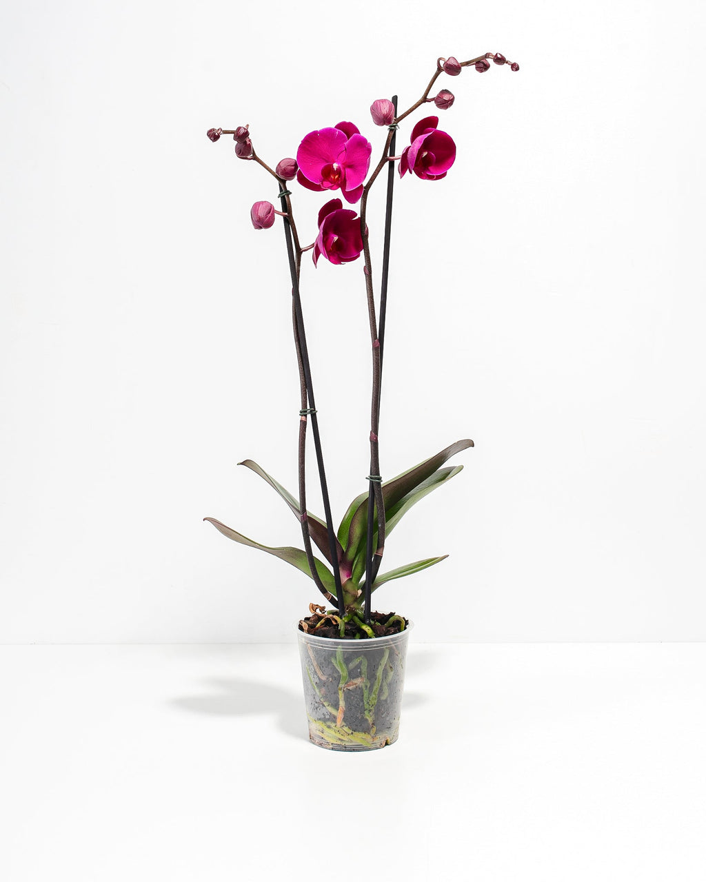 Purple Phalaenopsis Orchid
