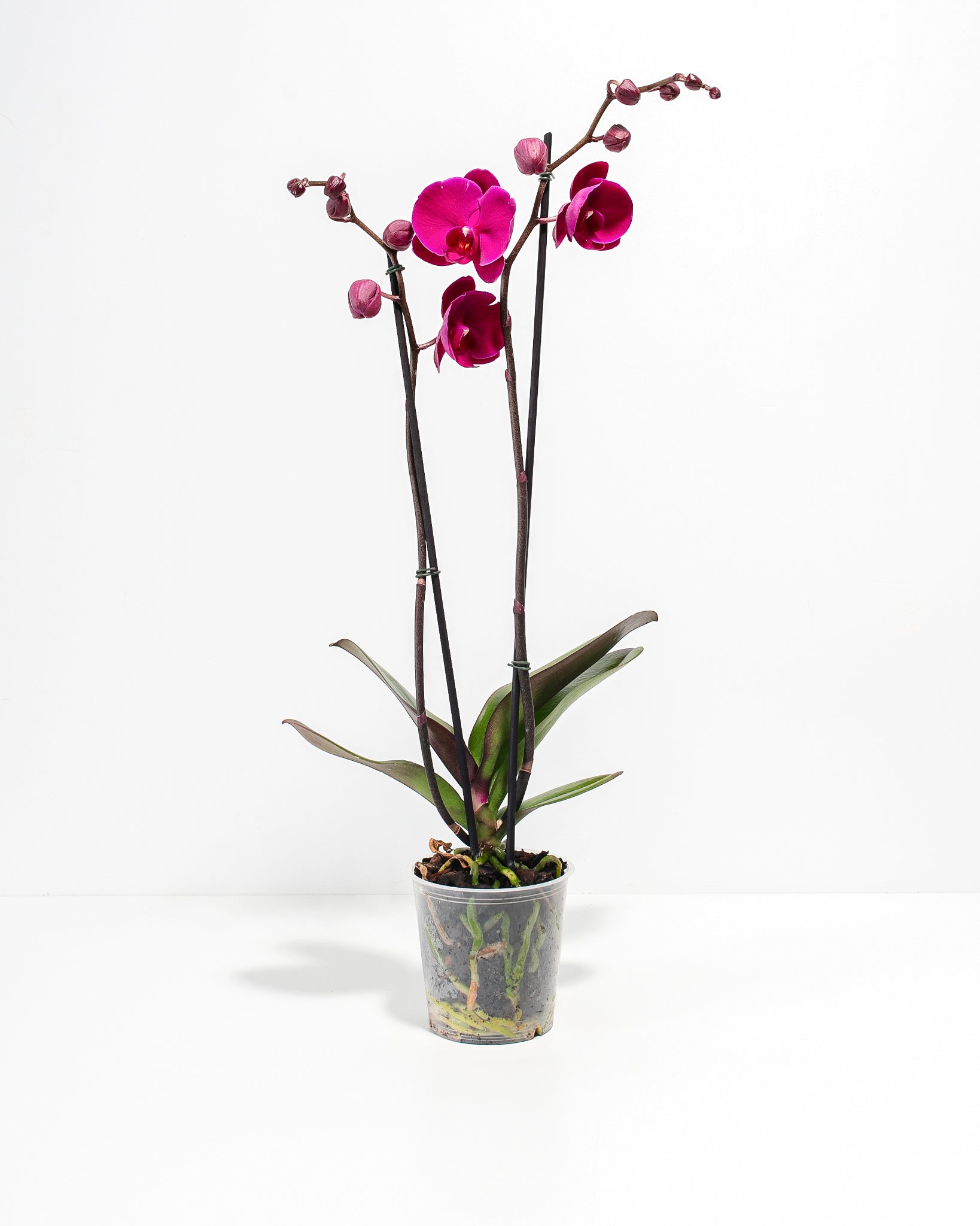 Purple Phalaenopsis Orchid