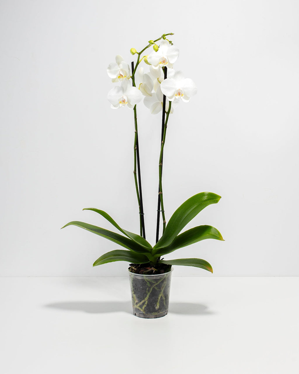White Phalaenopsis Orchid