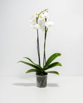White Phalaenopsis Orchid