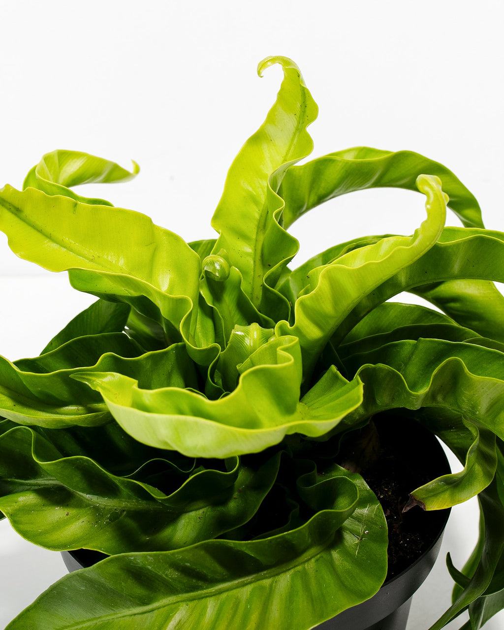 Hurricane Fern