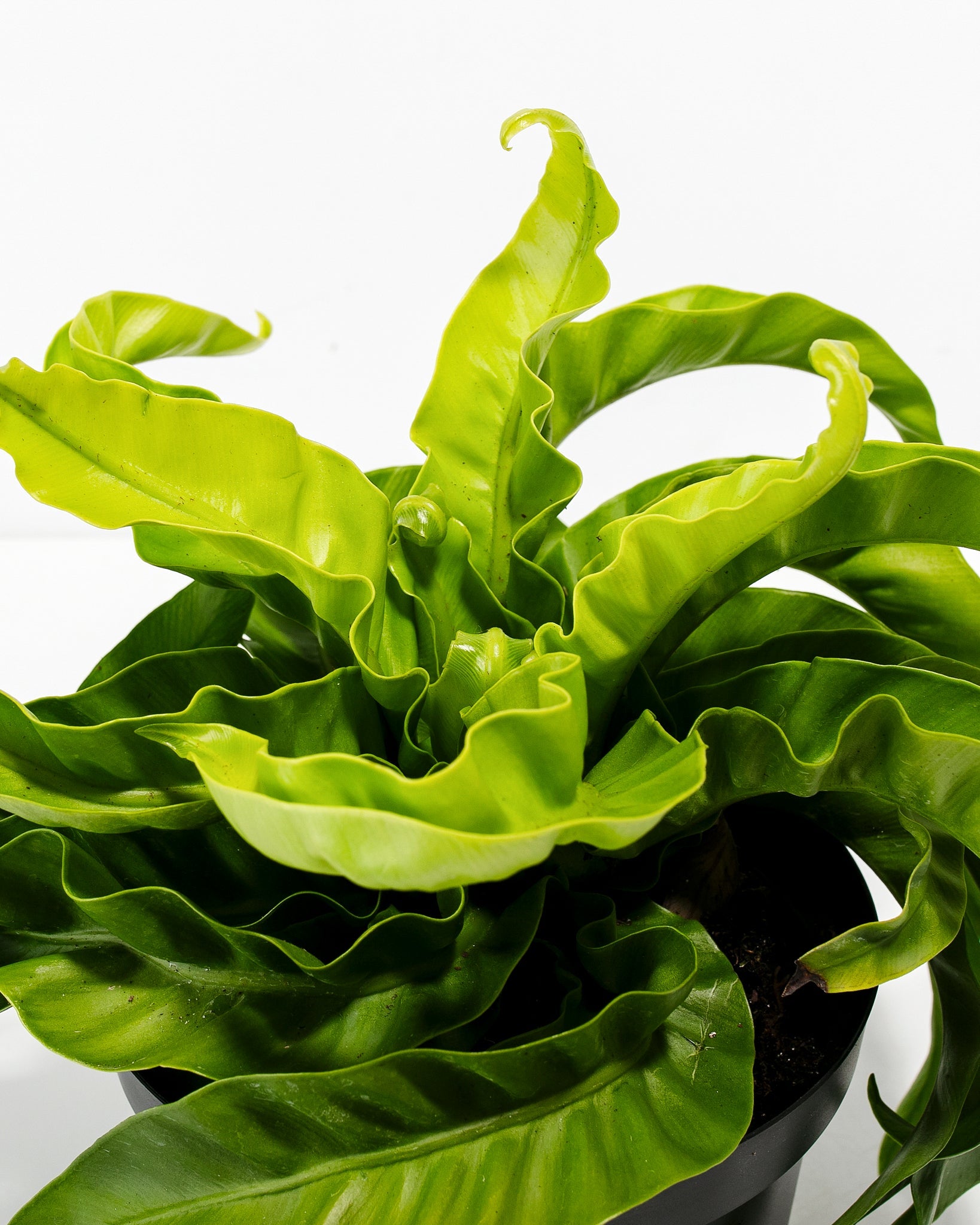 Hurricane Fern