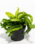 Hurricane Fern
