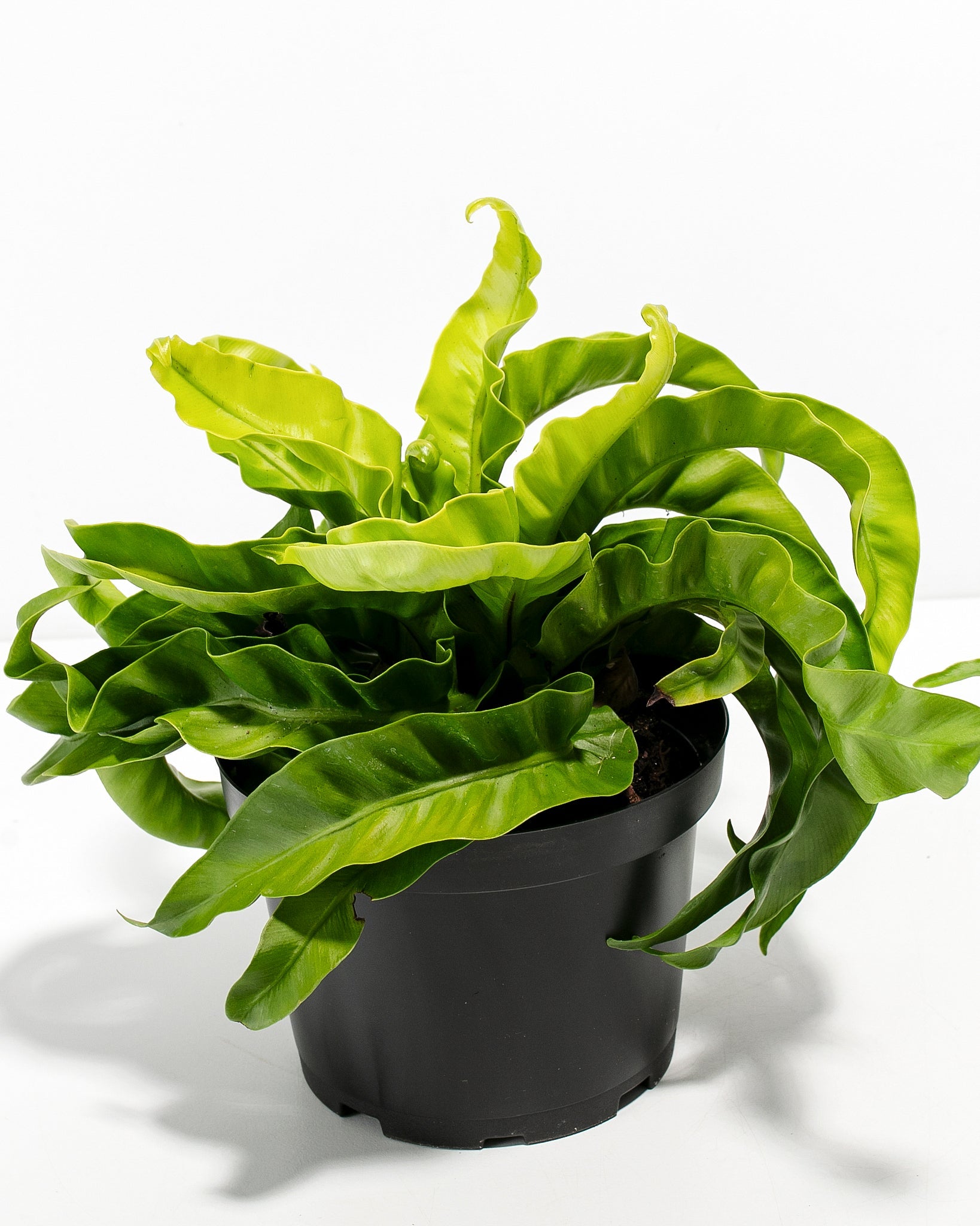 Hurricane Fern