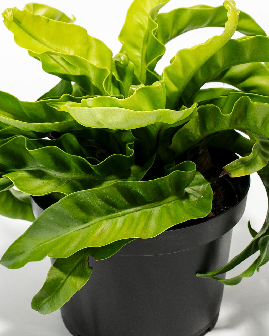 Hurricane Fern