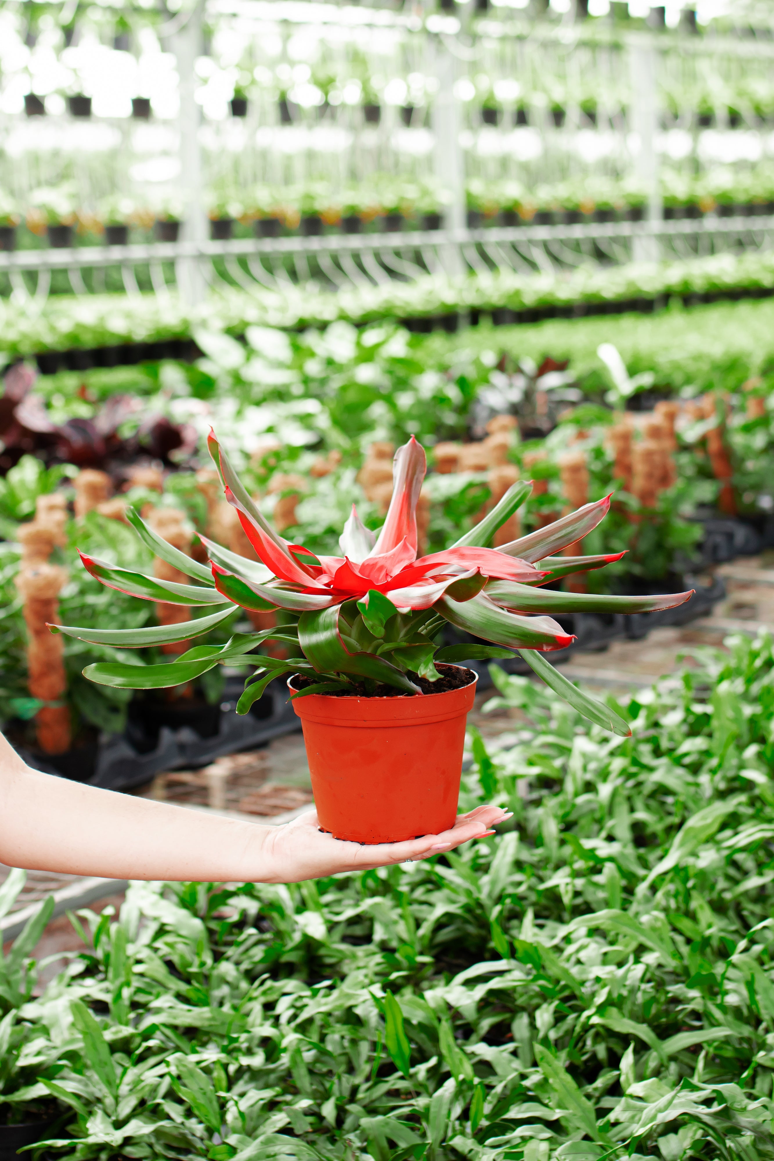 Bromeliad Neoregelia