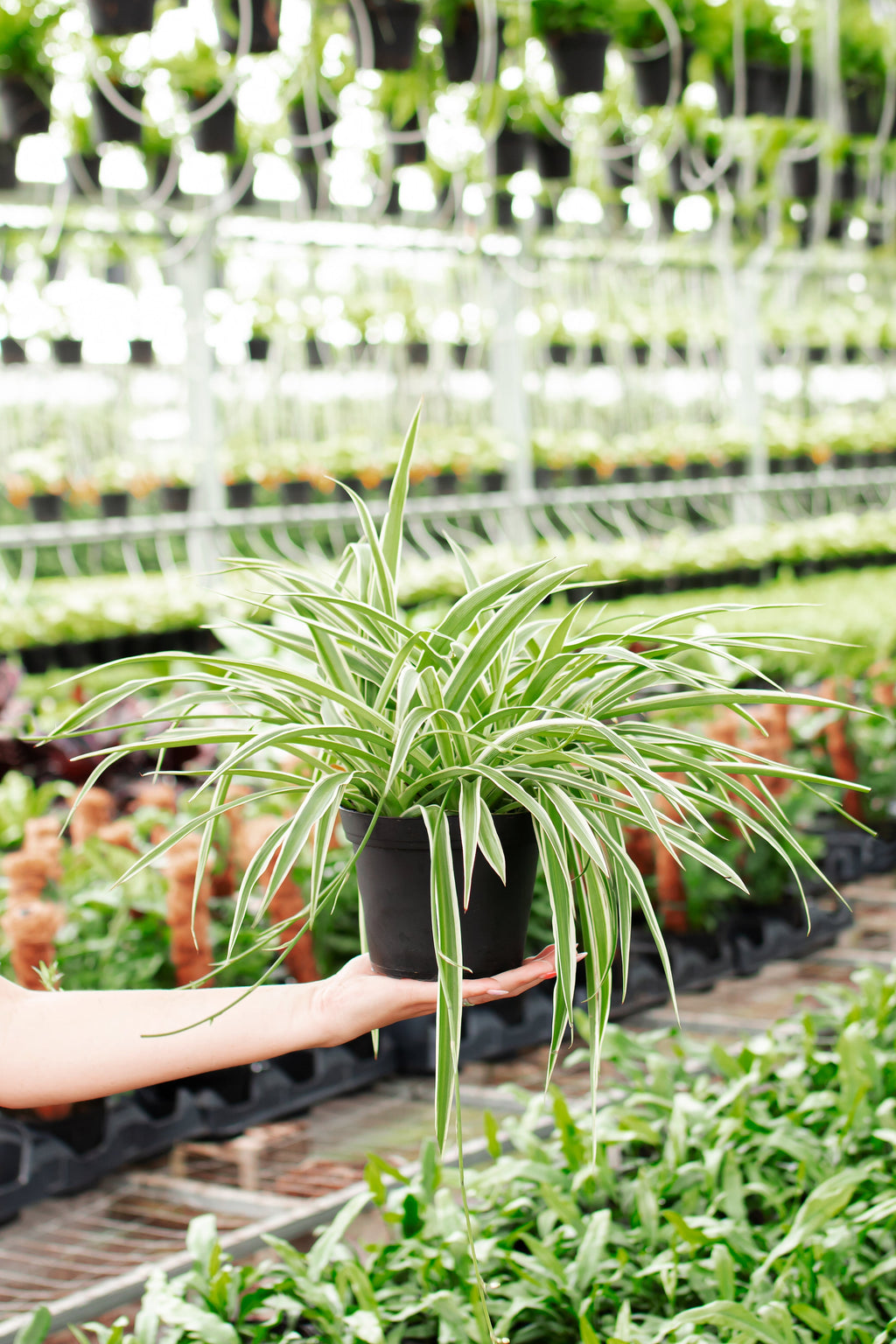 Spider Plant