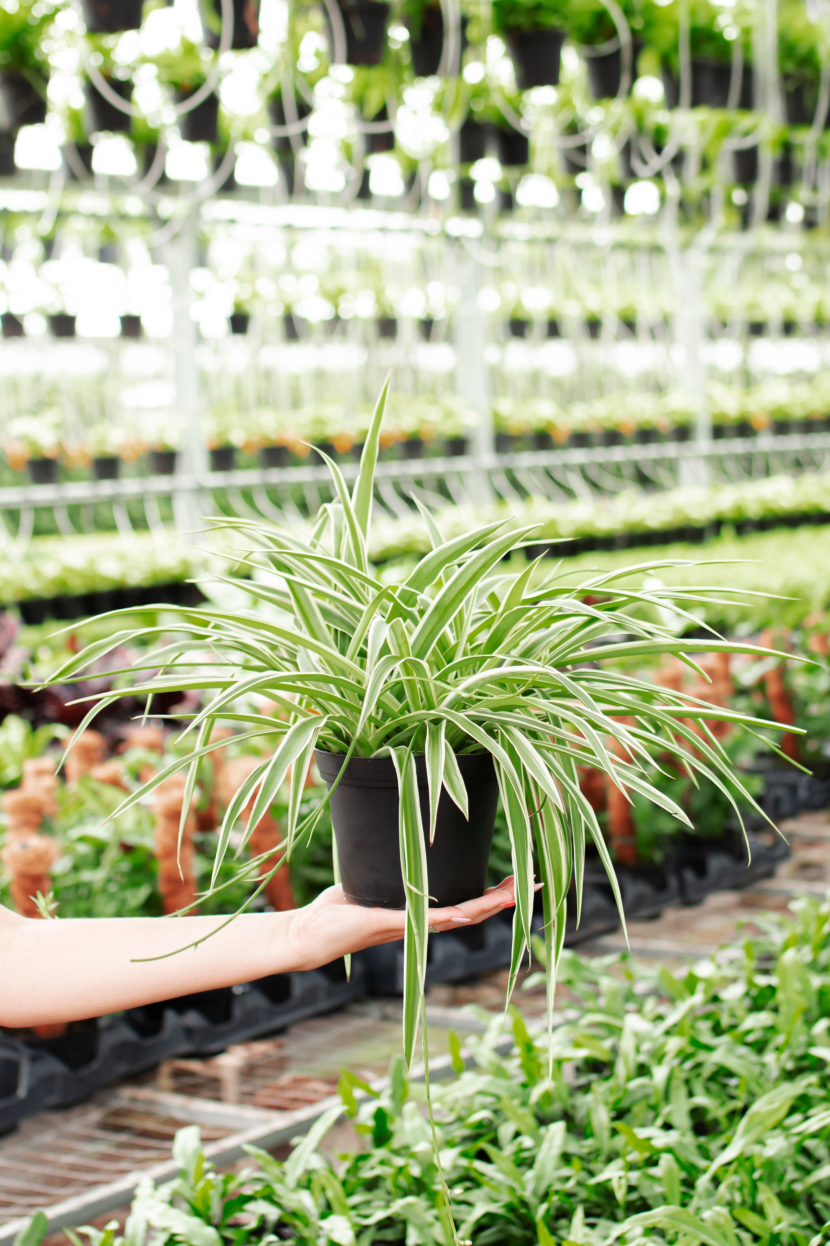 Spider Plant