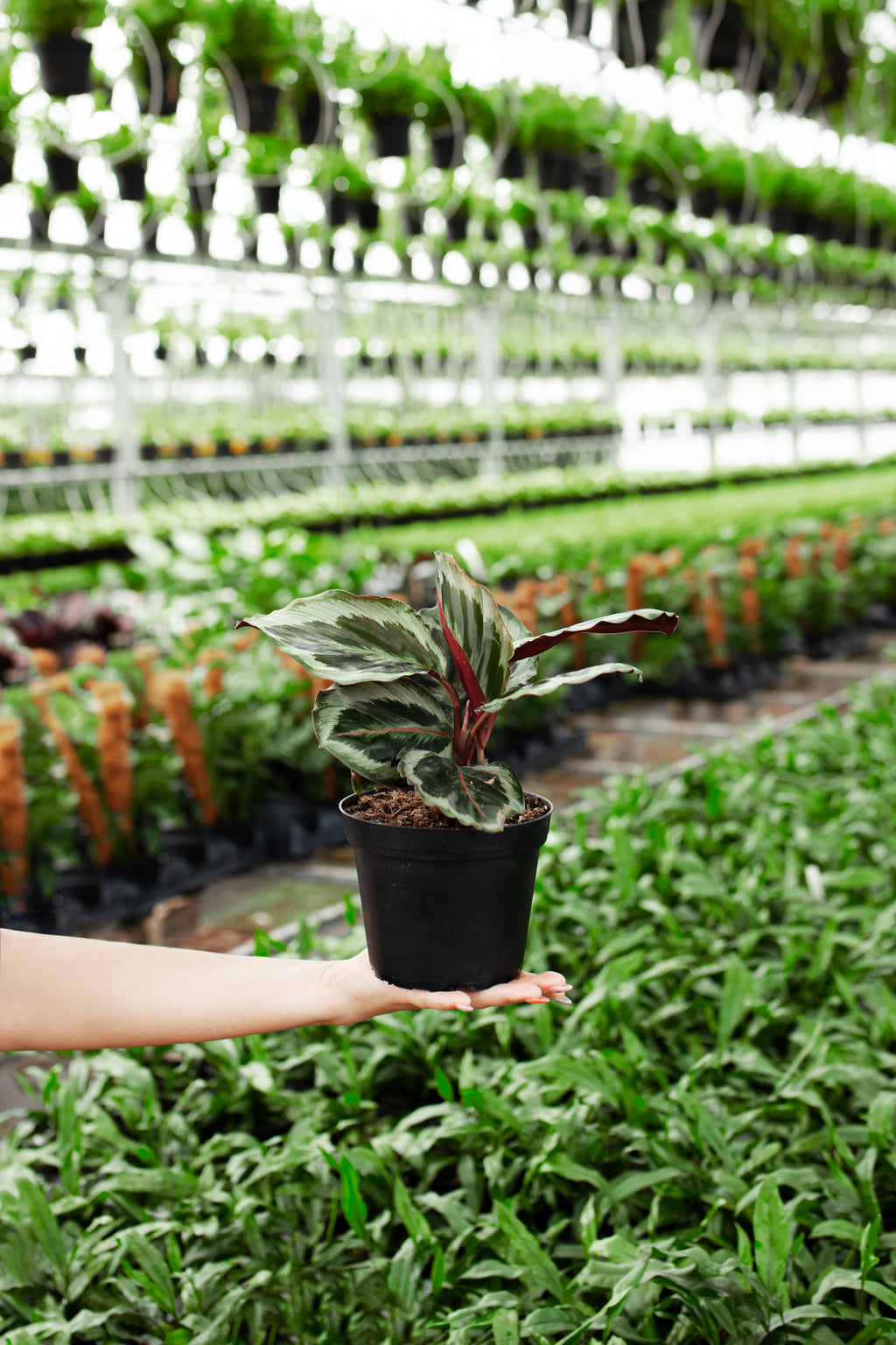 Calathea Medallion