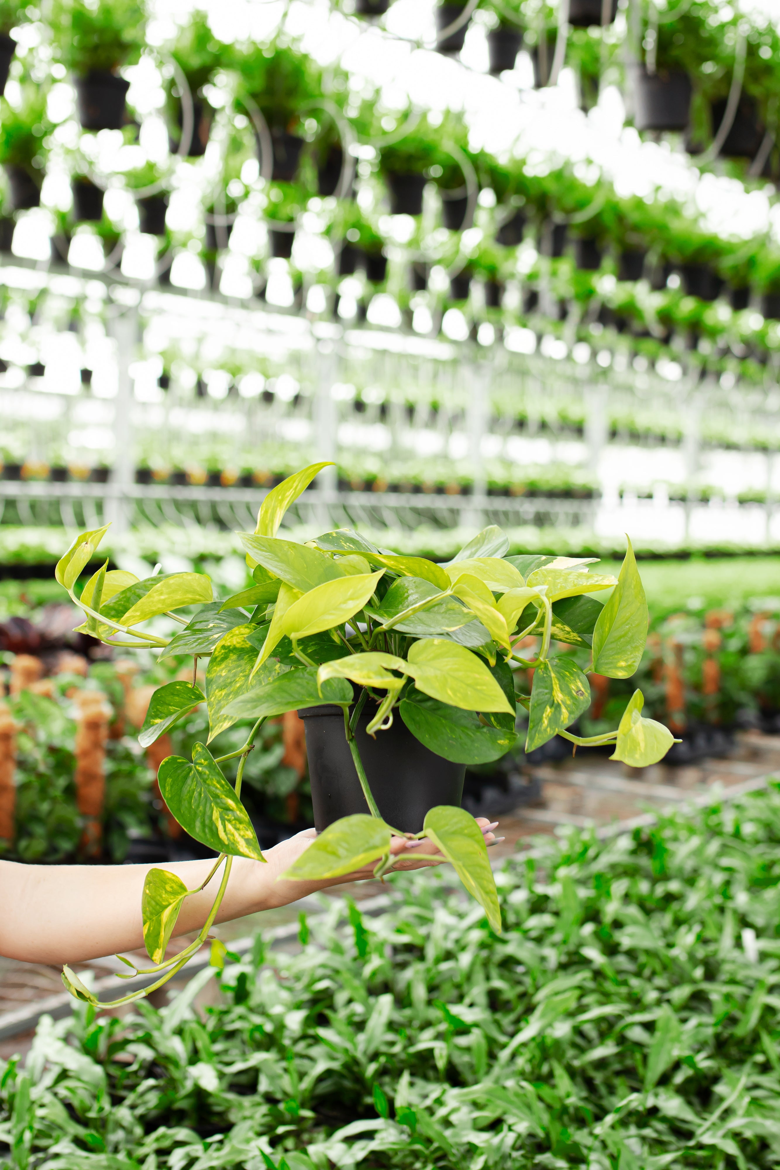 Golden Pothos Plant