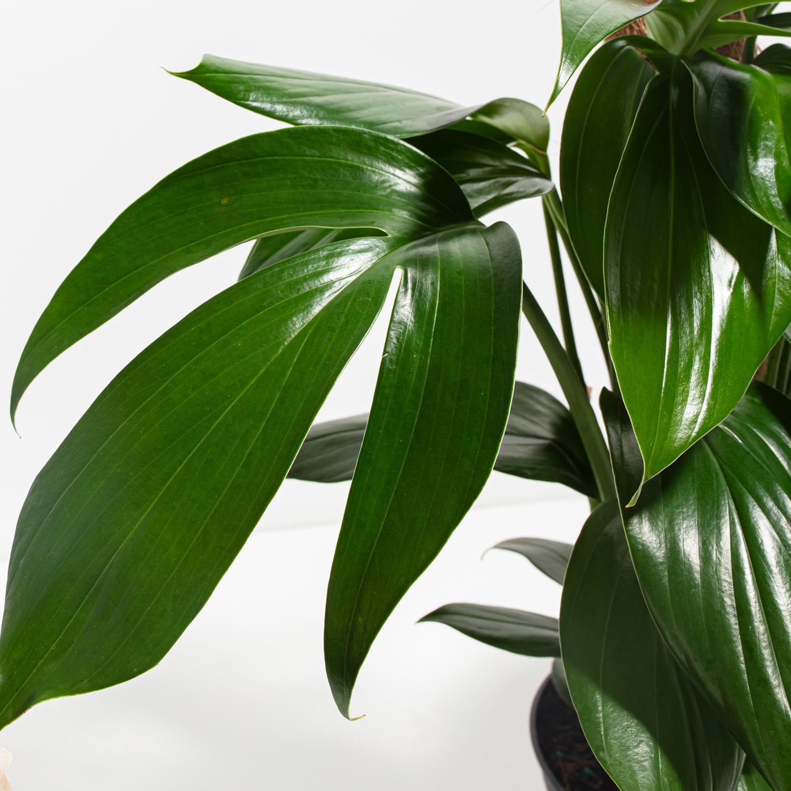Rhaphidophora Decursiva (Dragon Tail Plant)