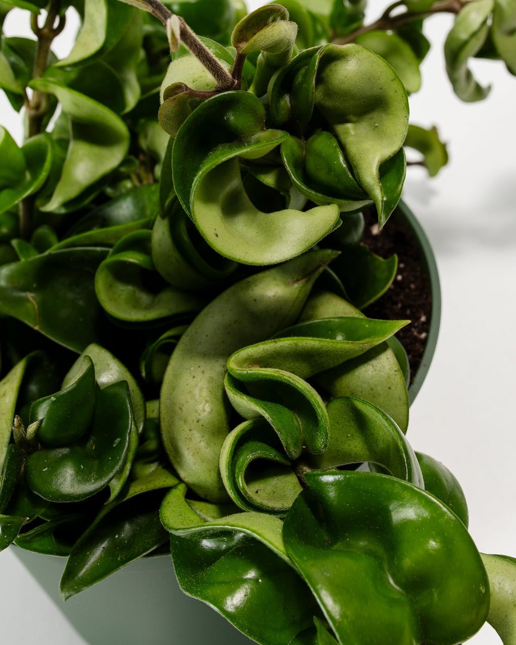 Hindu Hoya Rope Plant