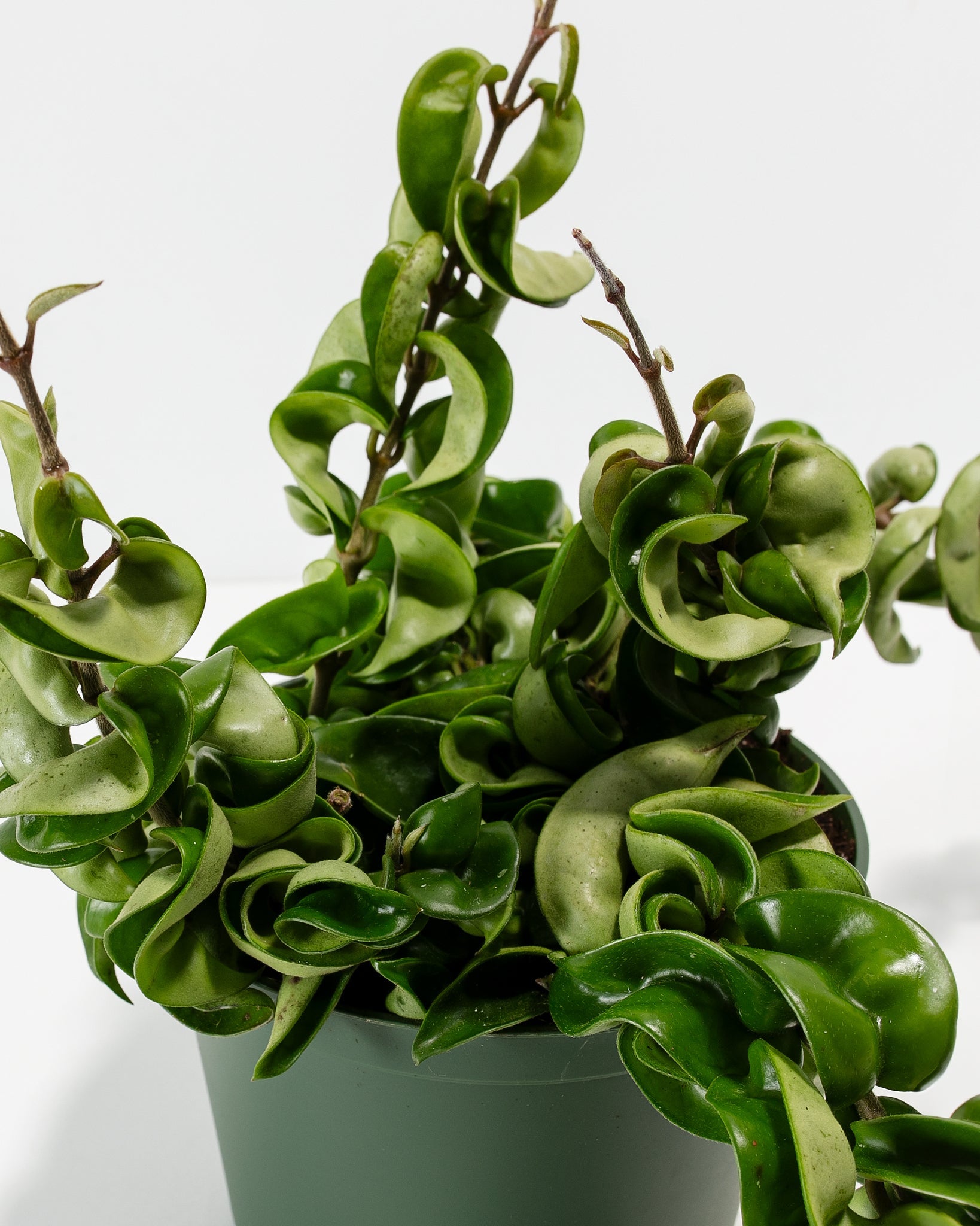 Hindu Hoya Rope Plant
