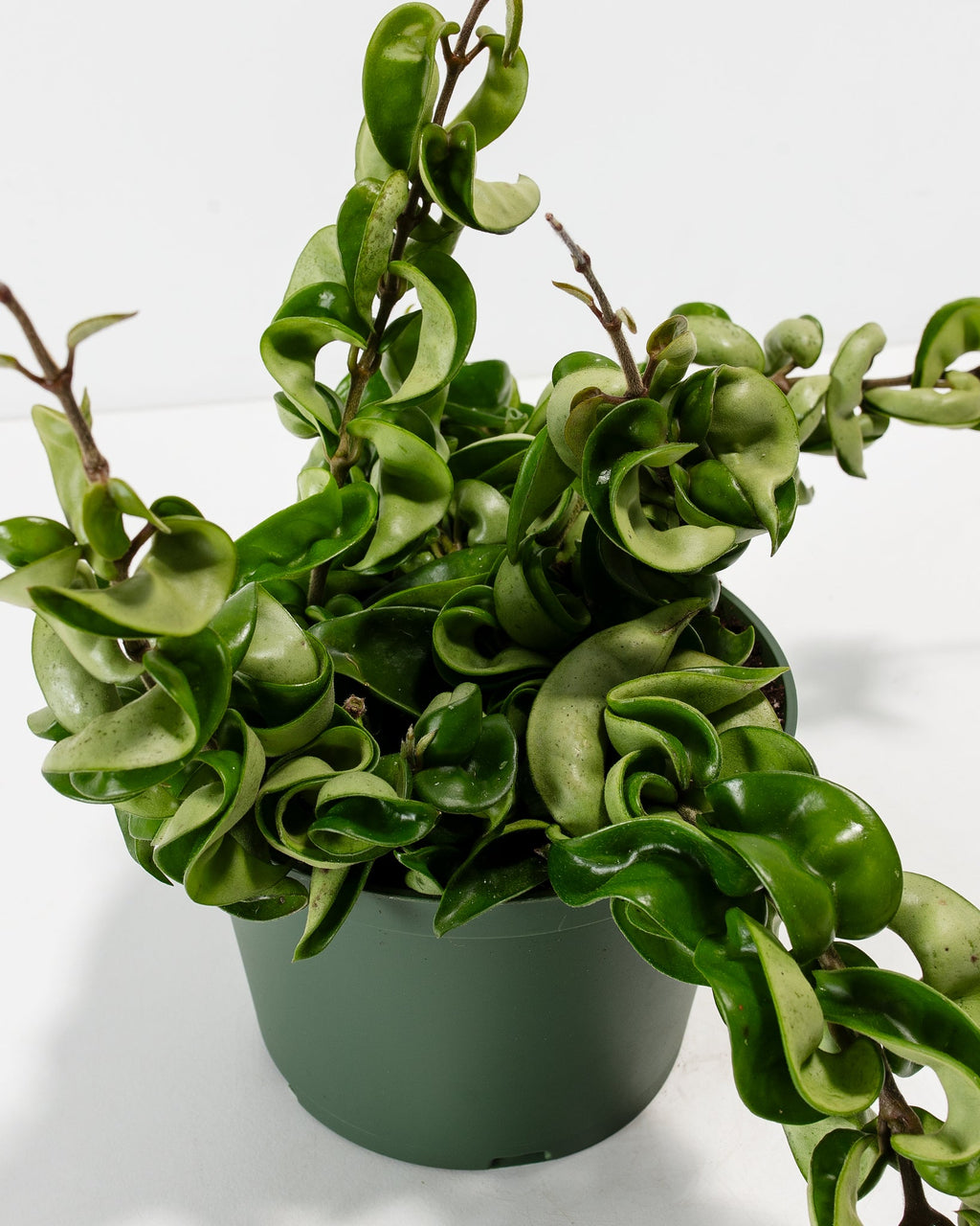 Hindu Hoya Rope Plant