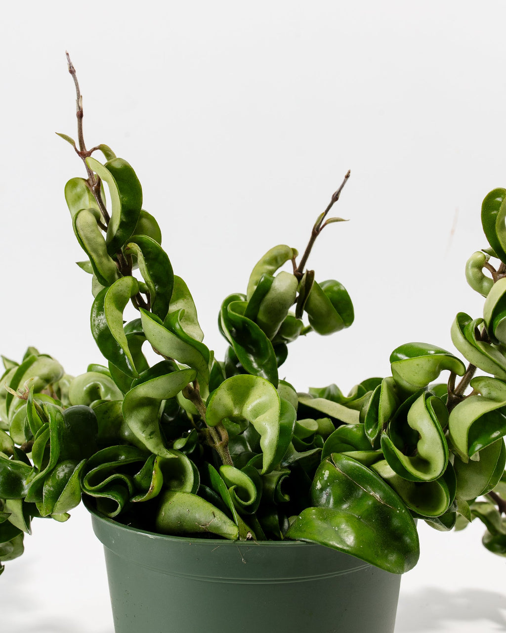 Hindu Hoya Rope Plant