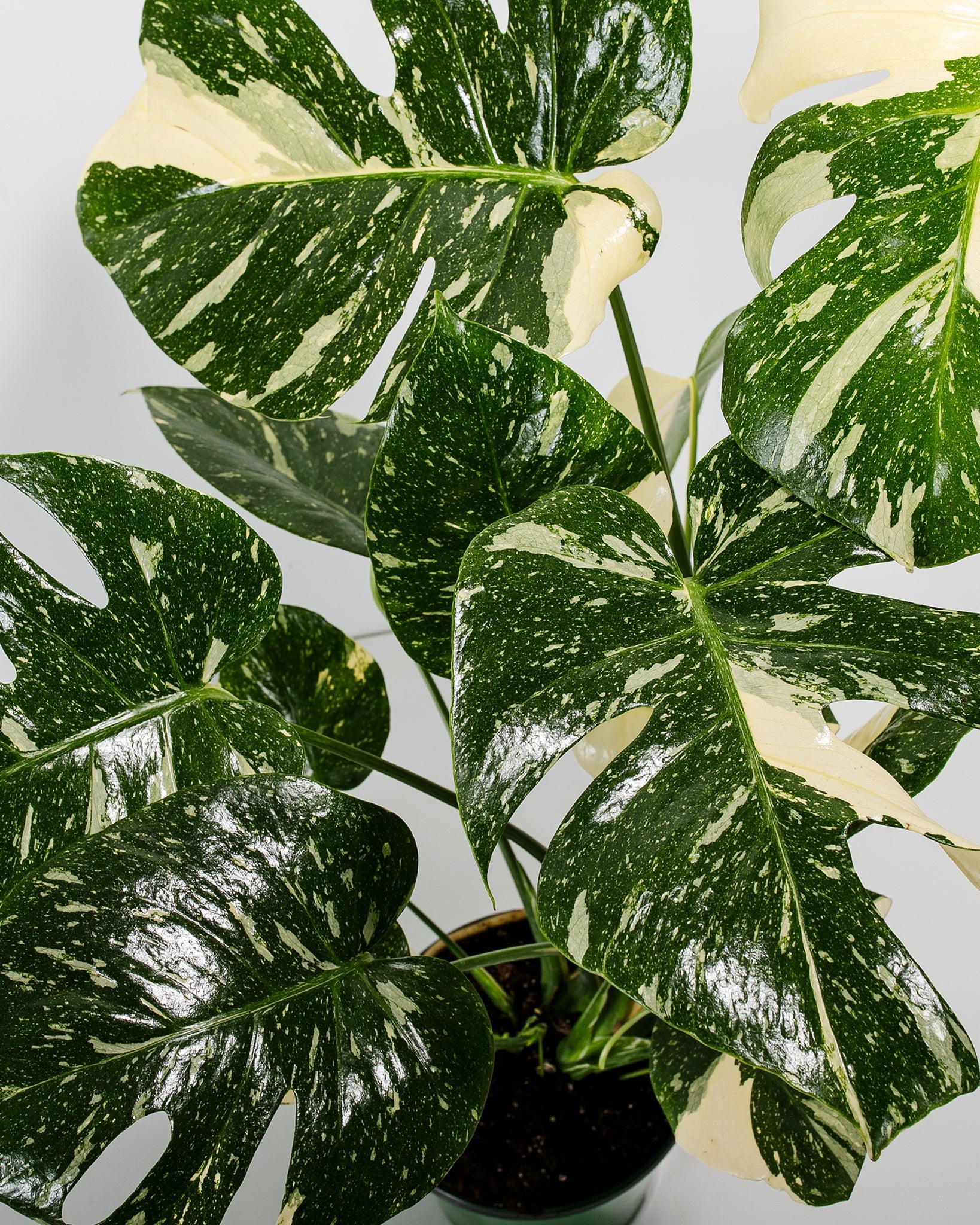 Monstera Thai Constellation