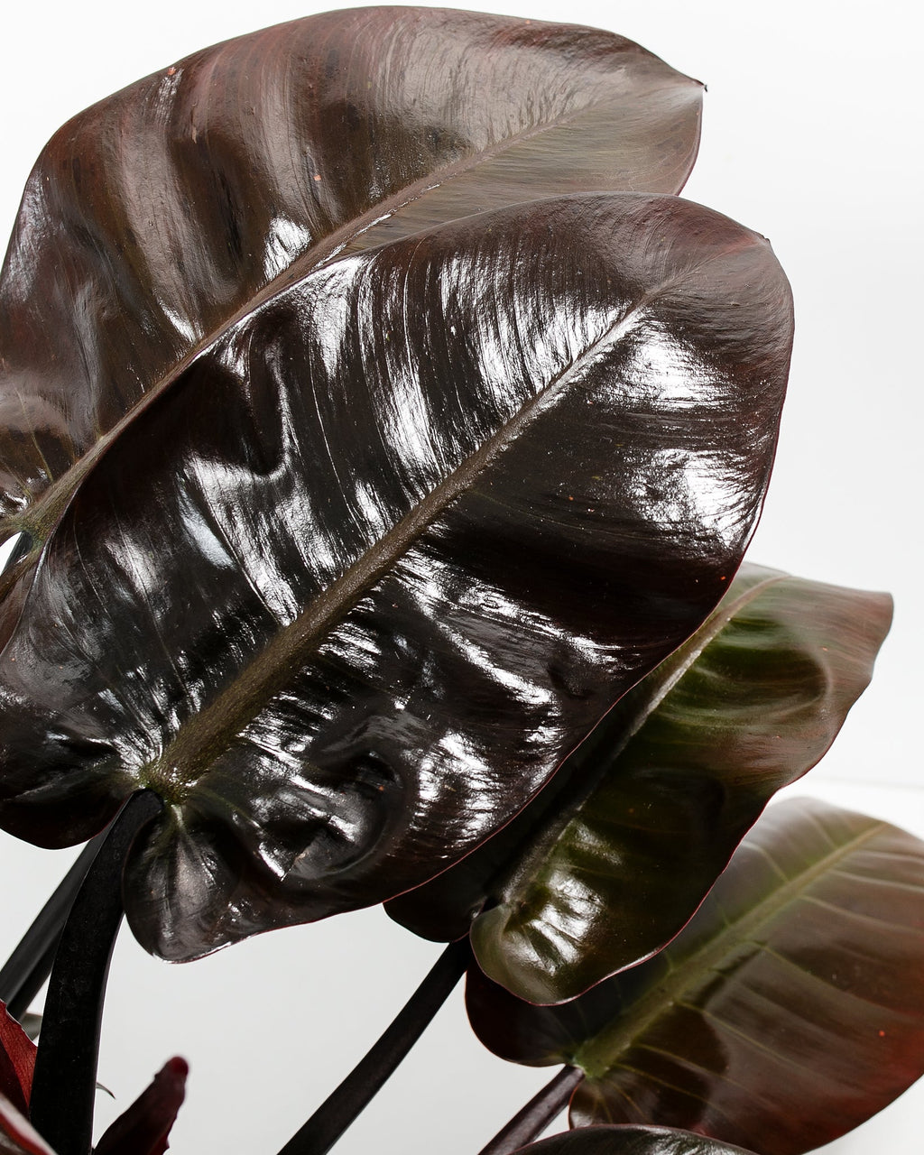 Philodendron Black Cardinal