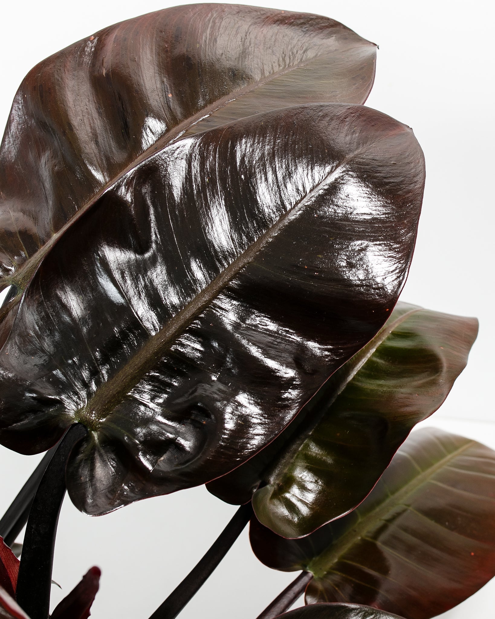 Philodendron Black Cardinal
