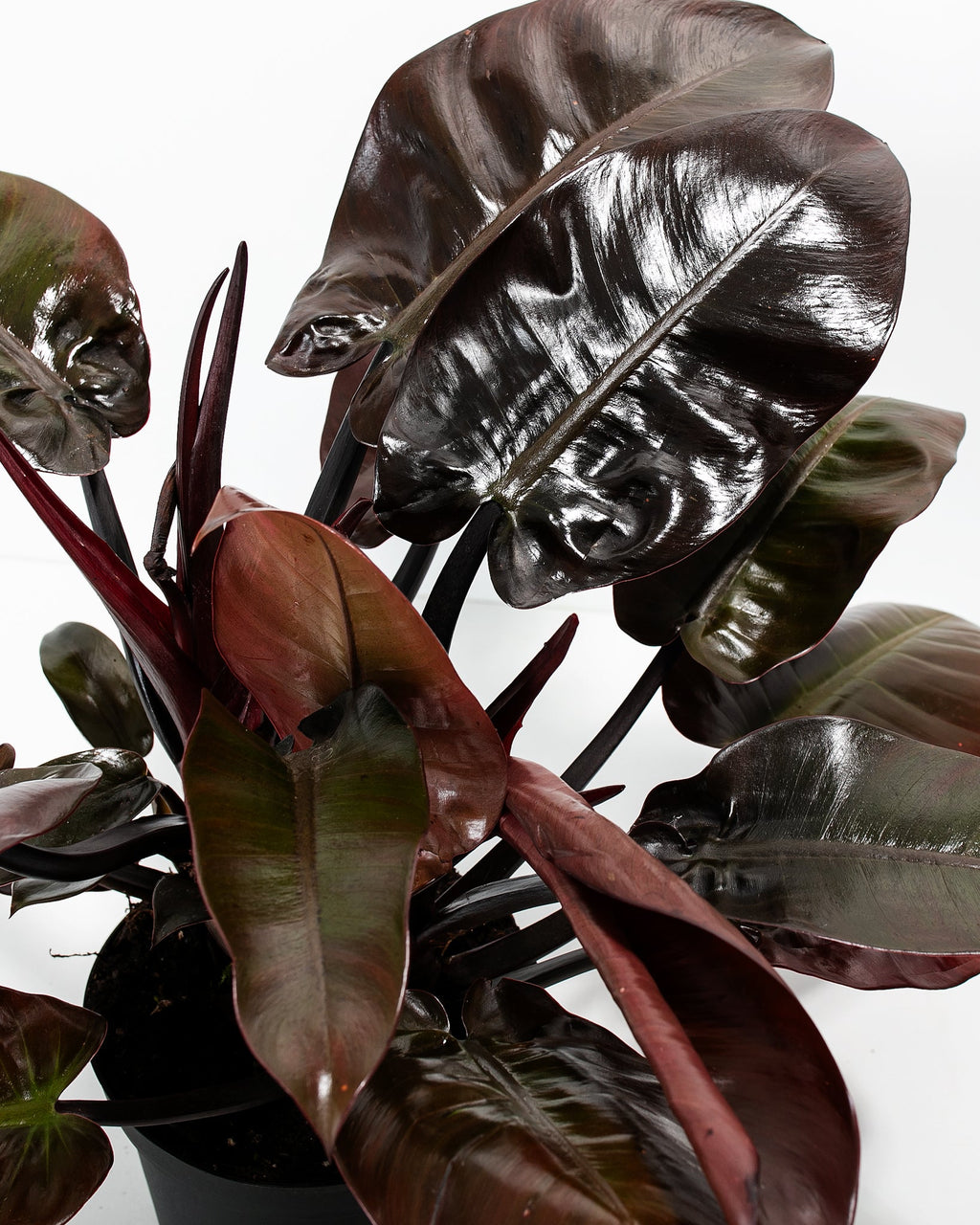 Philodendron Black Cardinal