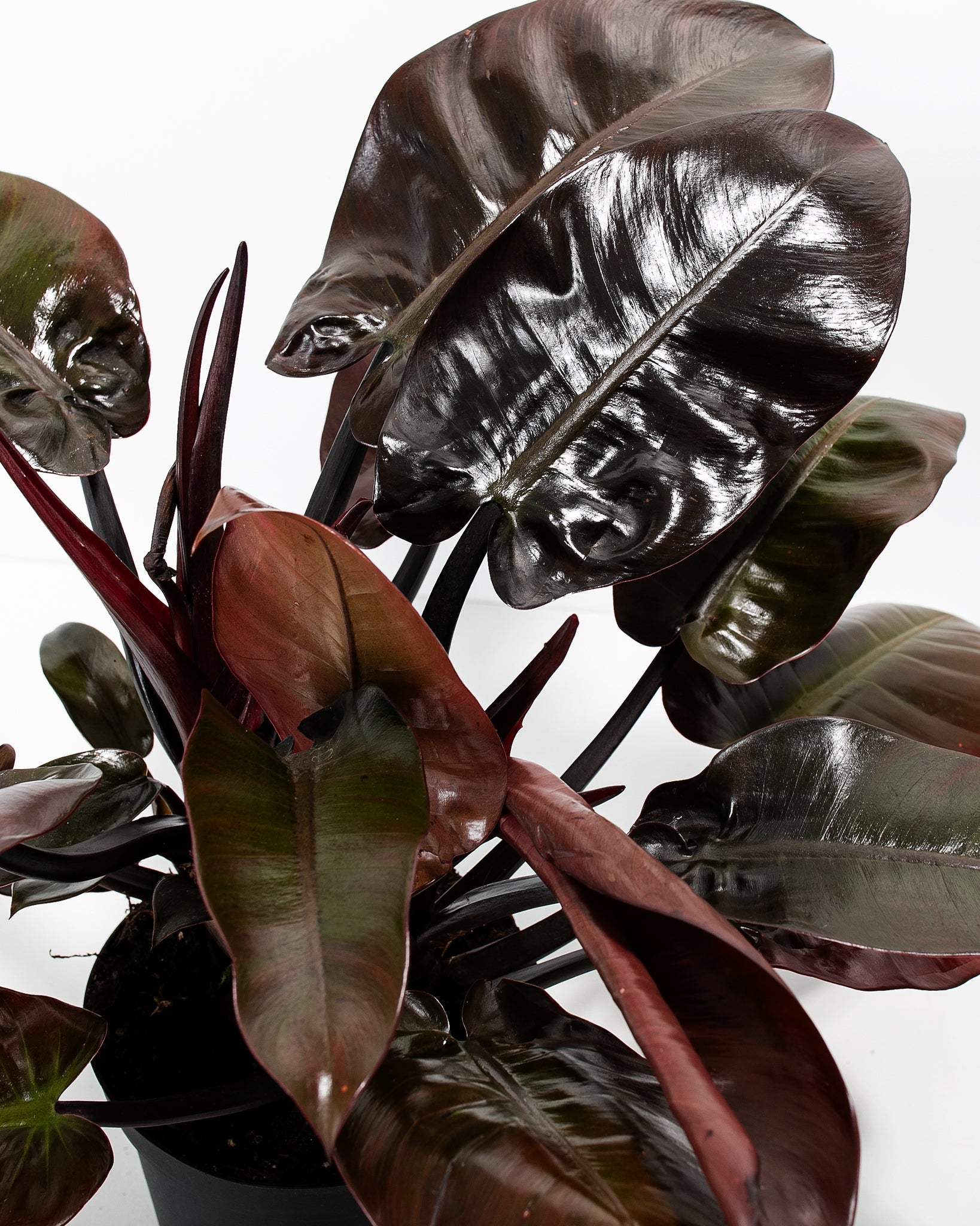 Philodendron Black Cardinal