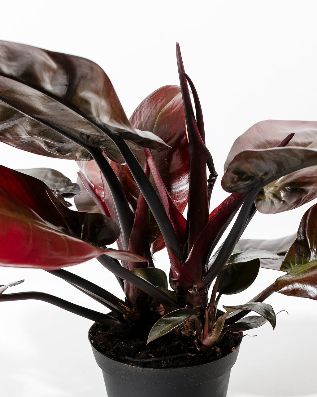 Philodendron Black Cardinal