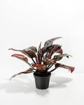 Philodendron Black Cardinal
