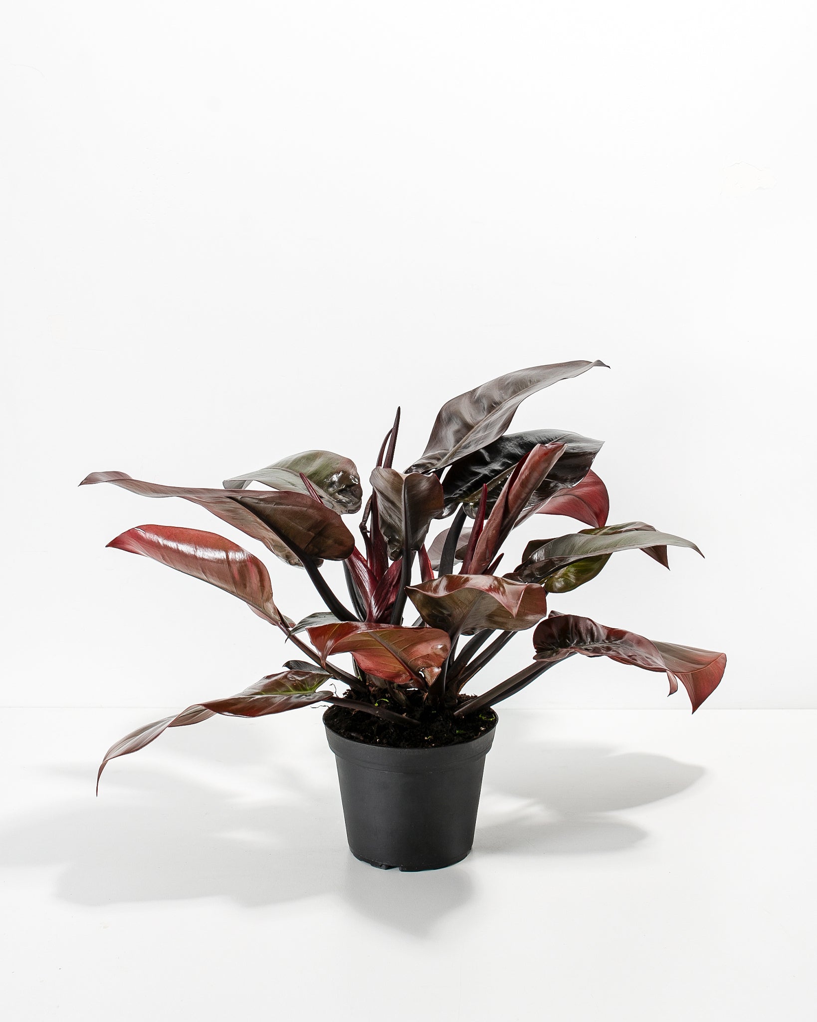 Philodendron Black Cardinal