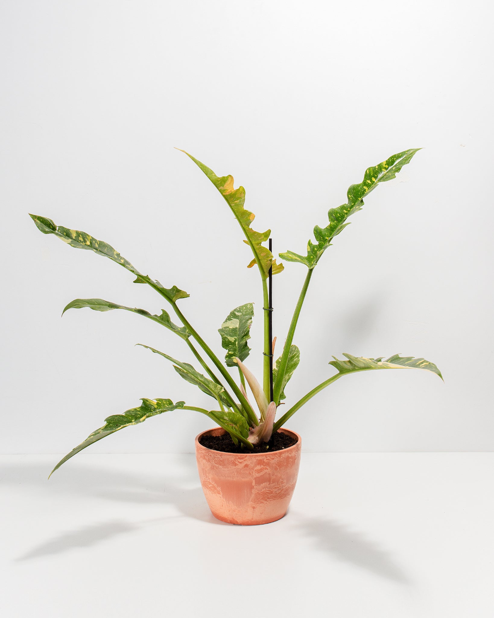 Philodendron Ring of Fire