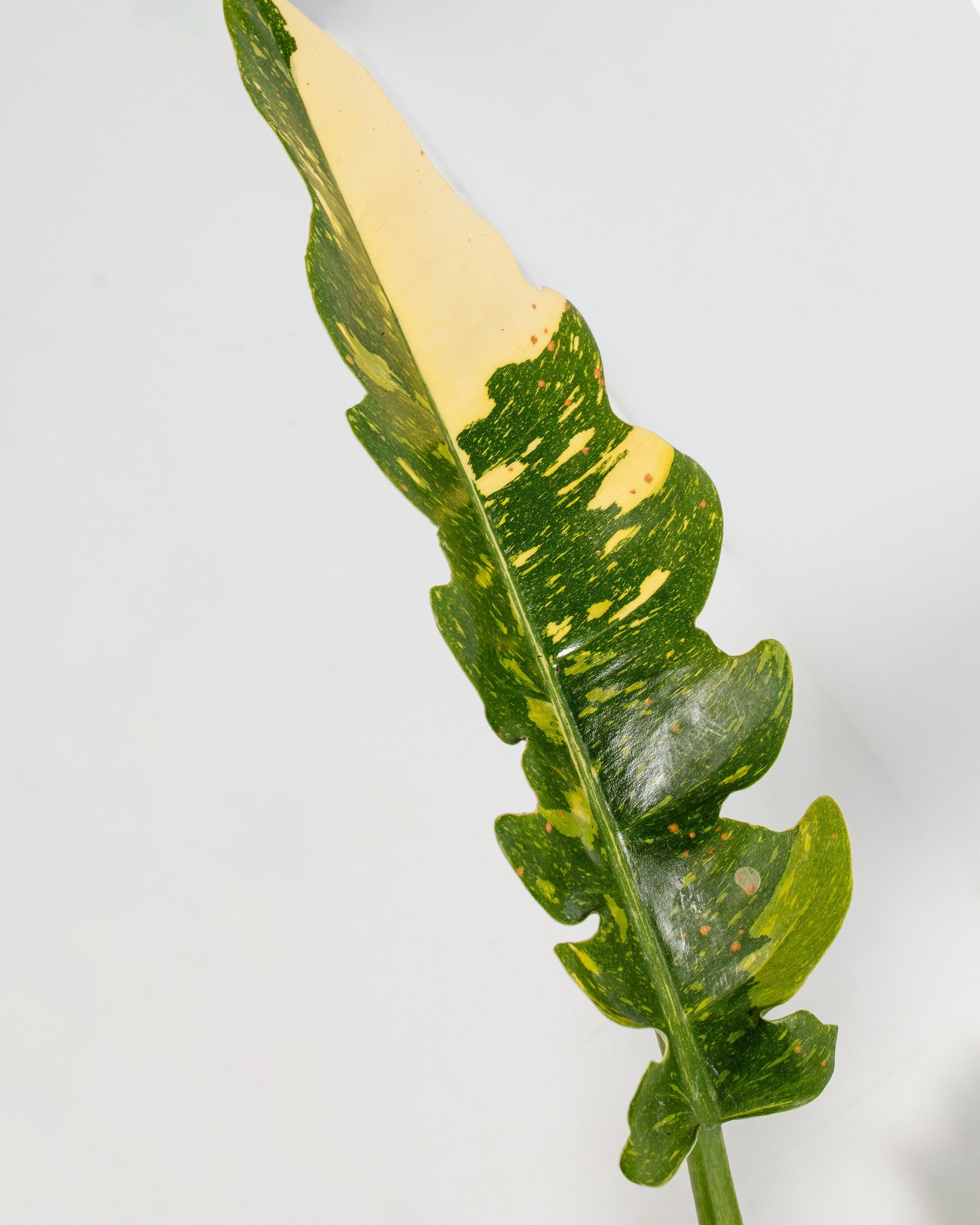 Philodendron Ring of Fire