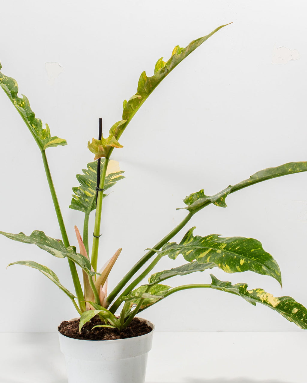 Philodendron Ring of Fire