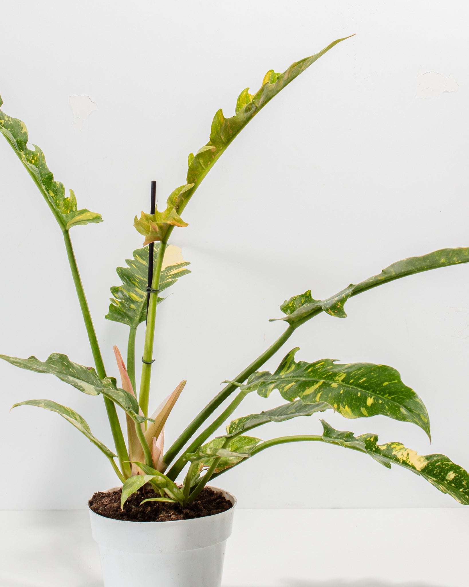 Philodendron Ring of Fire