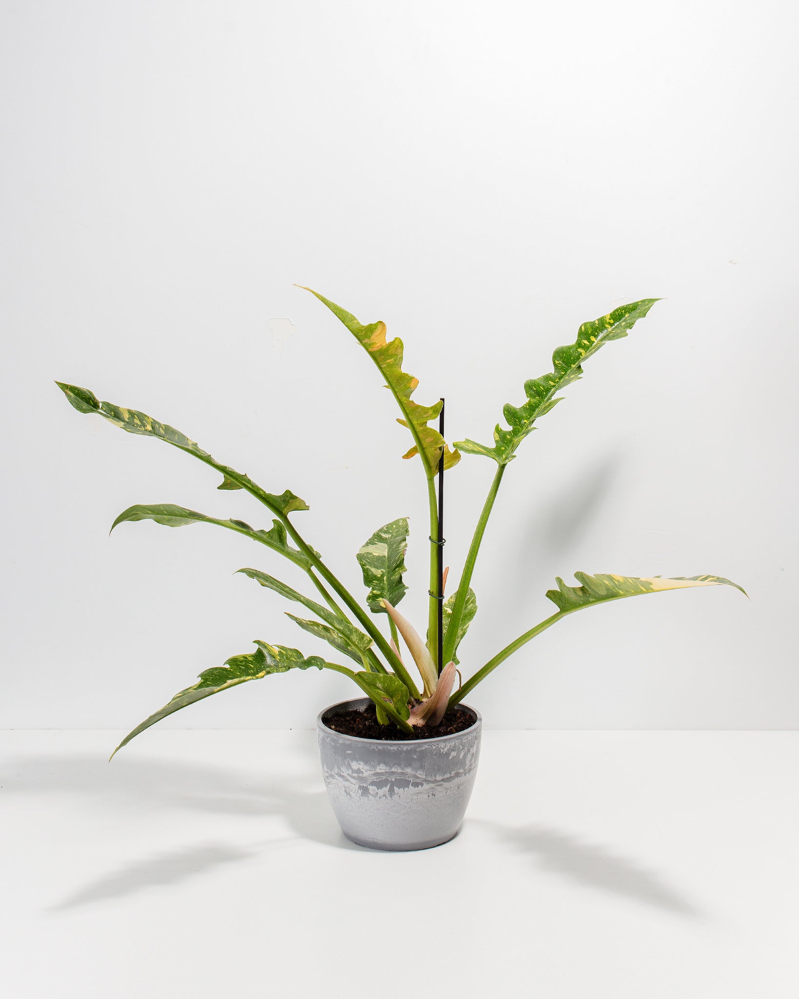 Philodendron Ring of Fire
