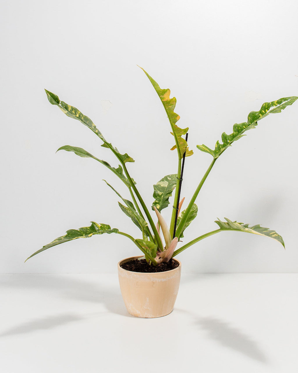 Philodendron Ring of Fire